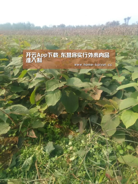 开云App下载_东营将实行外来肉品准入制(图2) 开云体育下载